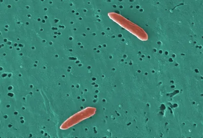 The Glycolytic Versatility of Bacteroides uniformis CECT 7771 and Its Genome Response to Oligo and Polysaccharides