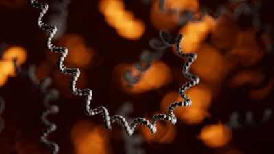 Visualisation of a long RNA molecule