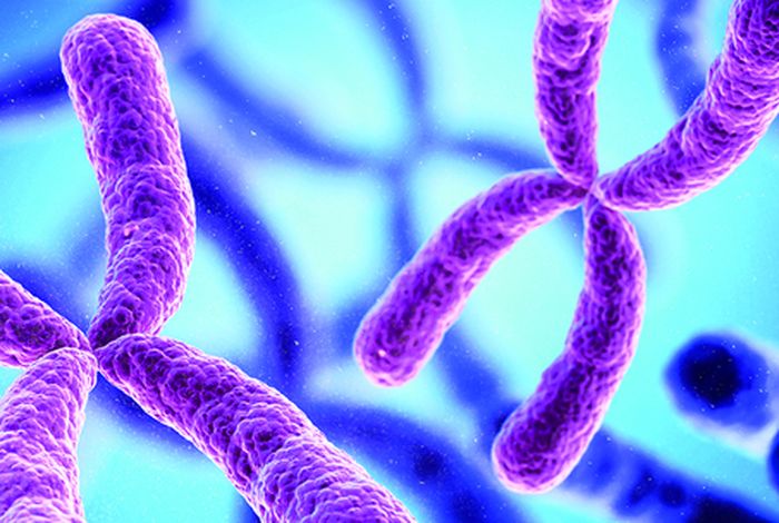 A relative-independent haplotype derivation method applied for non-invasive prenatal testing for chromosomal rearrangements in a pregnant carrier