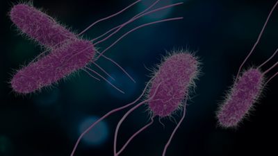 Salmonella background