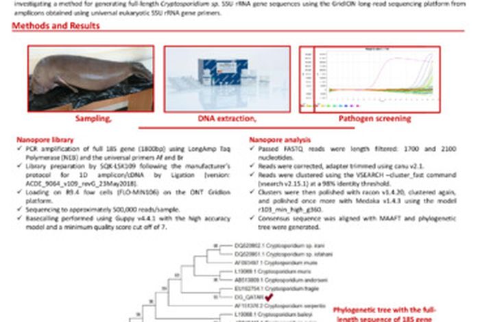 Targeted long-read sequencing for genetic diversity identification of the zoonotic *Cryptosporidium sp.*