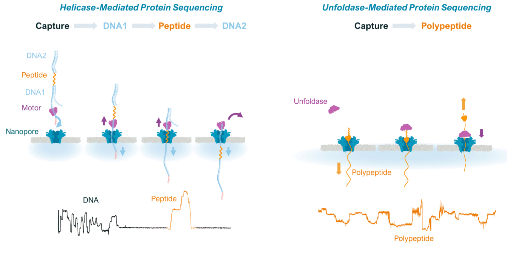 Proteomics | Oxford Nanopore Technologies