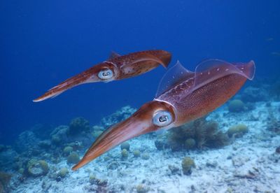 photograph of two squid in the Caribbean ocean
