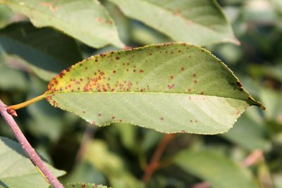 Cherry leaf spot caused by ascomycete fungus Blumeriella jaapii