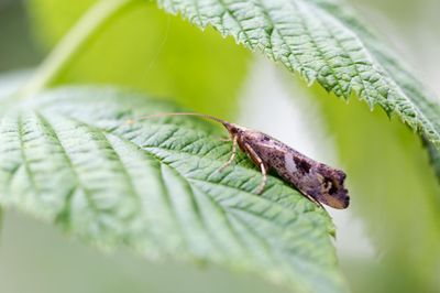 photograph of a caddisfly on a leaf