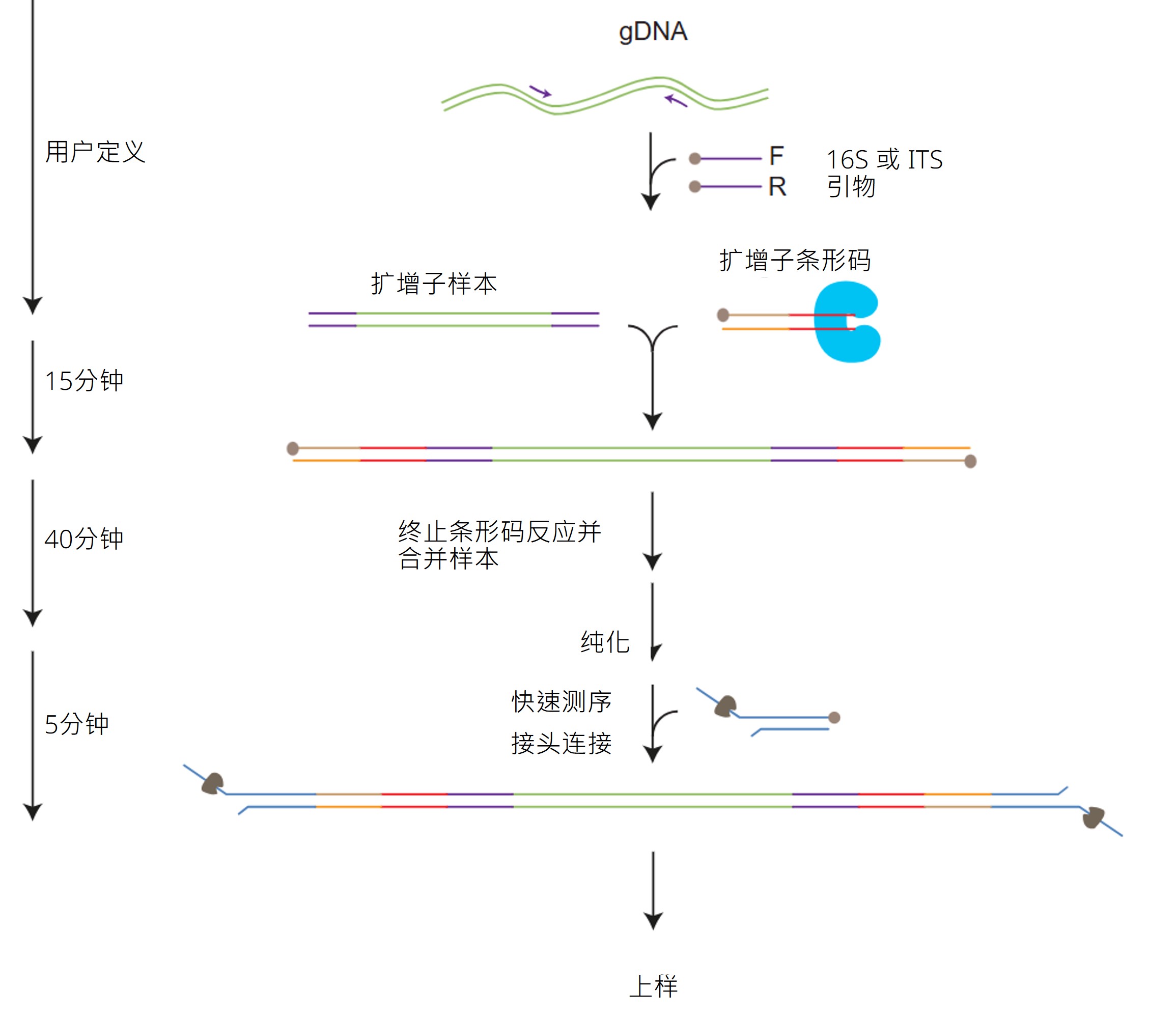 Chinese_SQK-MAB114.24 Workflow