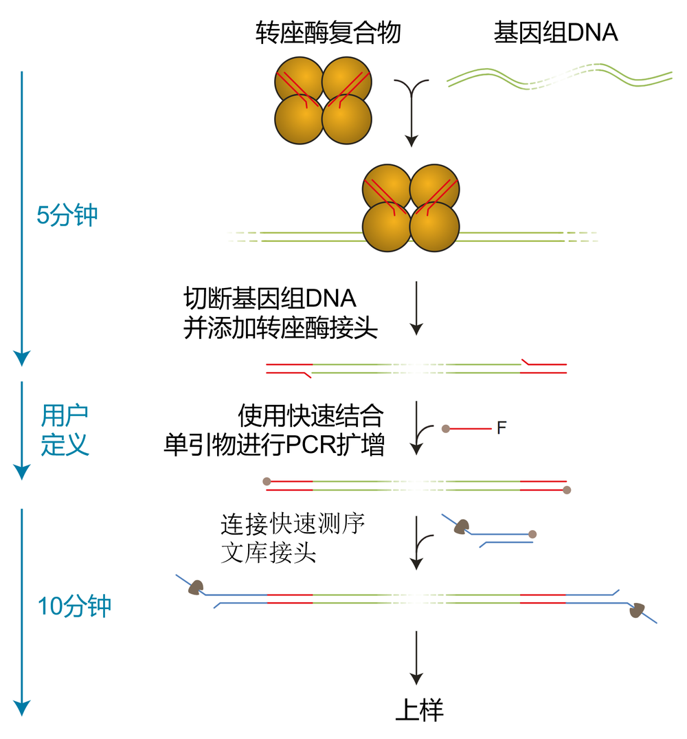Chinese SQK-RPB004 Workflow