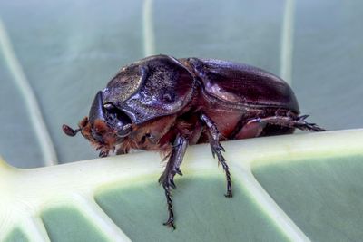 photograph of coconut rhinoceros beetle