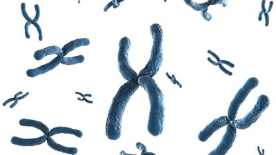 Mapping and phasing of structural variation in patient genomes using nanopore sequencing