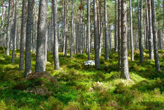 Complete genome sequence of *Bacillus mycoides* TH26, isolated from a permafrost thaw gradient