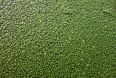Duckweed