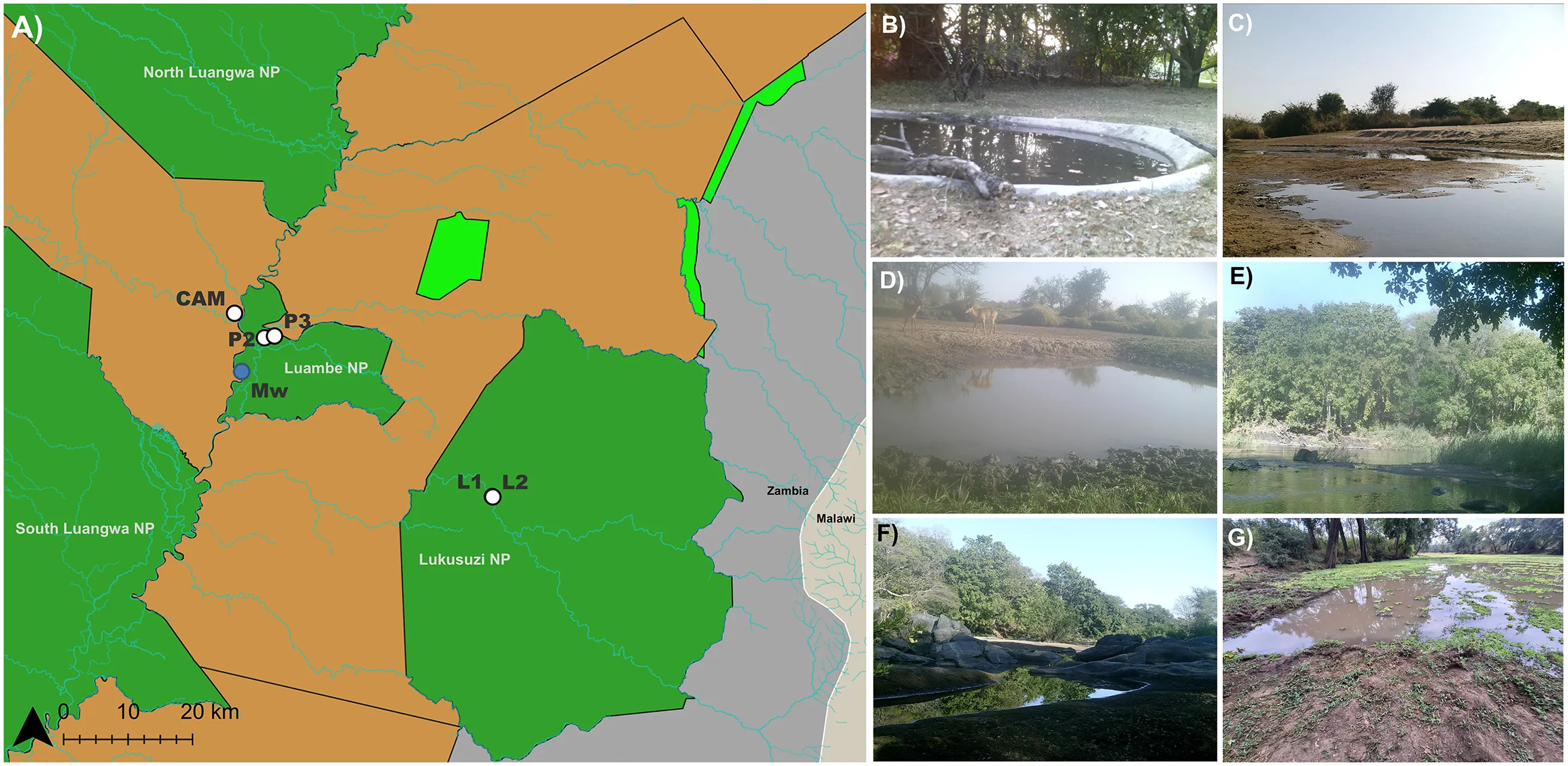 Vertebrate eDNA was identified from water samples collected from five sites within the Luambe and Lukusuzi National Parks, Zambia. Figure from Gygax et al.