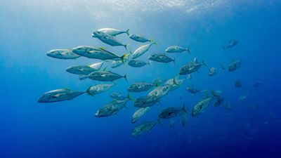 Photograph of a school of fish in the ocean