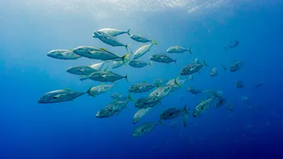 Photograph of a school of fish in the ocean
