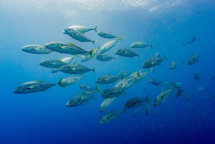 Moving beyond Oxford Nanopore standard procedures: new insights from water and multiple fish microbiomes