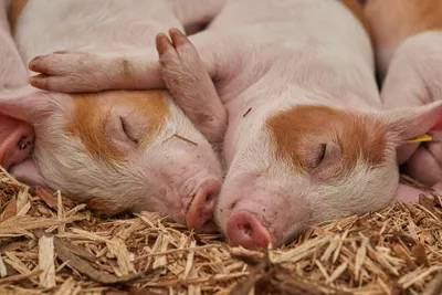 piglets