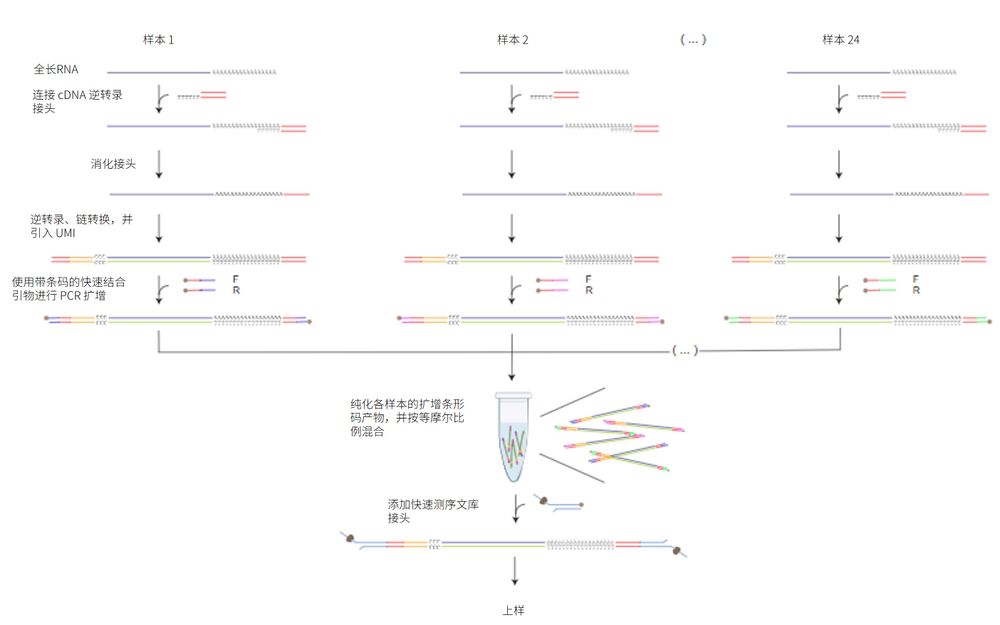 Chinese SQK-PCB114.24 Workflow