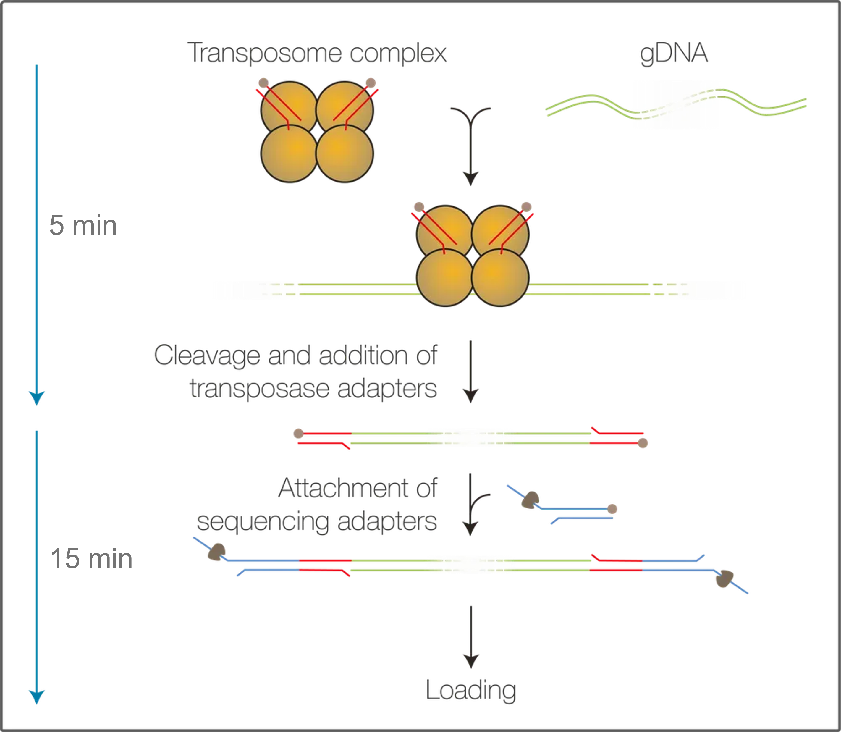 SQK-RAD114 workflow SQK-RAD114 workflow