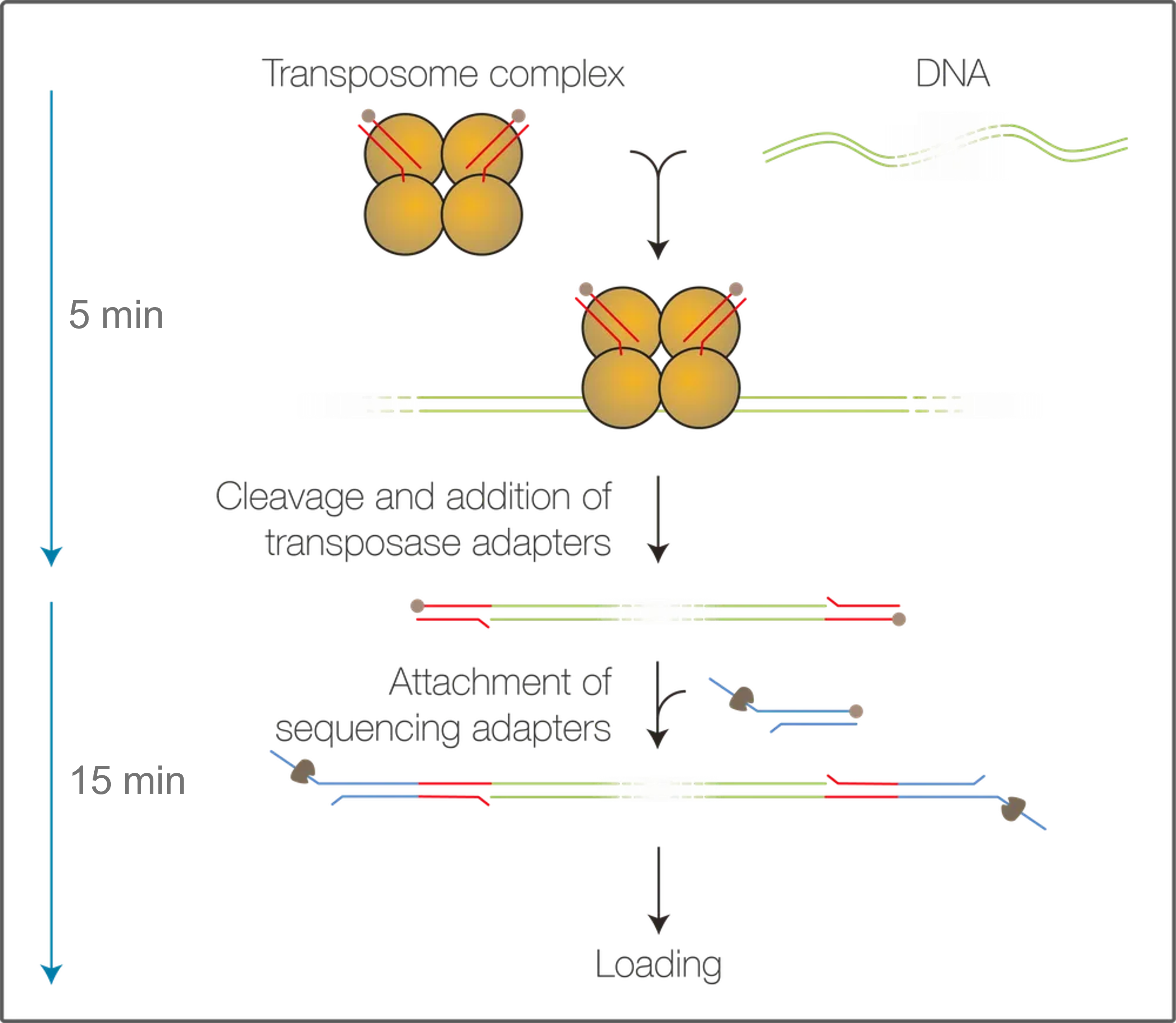 SQK-RAD114 Lambda DNA SQK-RAD114 Lambda DNA