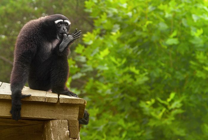 London Calling 2023: Telomere-to-telomere nanopore-based genome assembly reveals genomic and epigenetic features of karyotype radiation