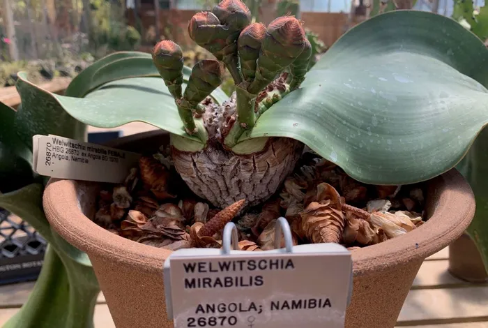 Understanding the genomes of weird and wonderful plants