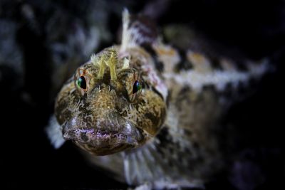  Roughskin sculpin