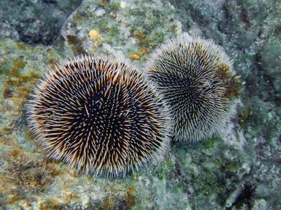 Sea urchin