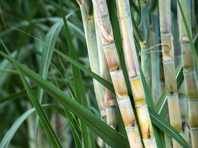 Sugarcane crops