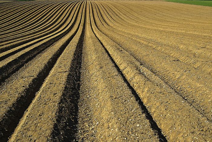 Using ribosomal operons for species identification