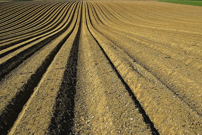 Using ribosomal operons for species identification