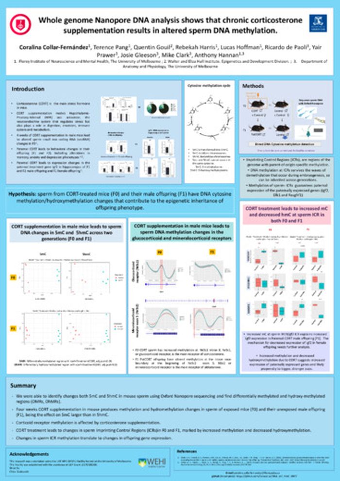 Whole genome Nanopore DNA analysis shows that chronic corticosterone supplementation results in altered sperm DNA methylation.