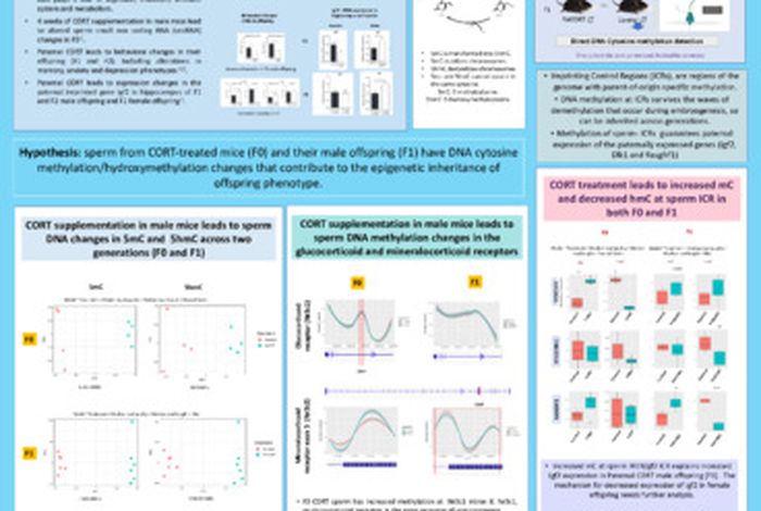 Whole genome Nanopore DNA analysis shows that chronic corticosterone supplementation results in altered sperm DNA methylation.