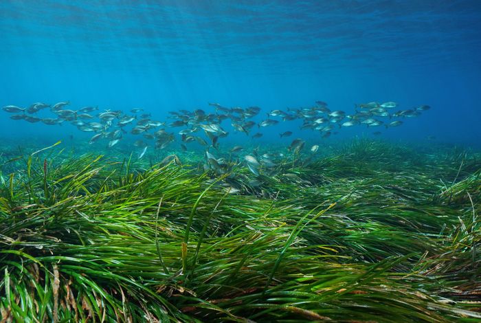 First genome of *Labyrinthula*, an opportunistic seagrass pathogen, reveals novel insight into marine protist phylogeny, ecology and CAZyme cell-wall degradation