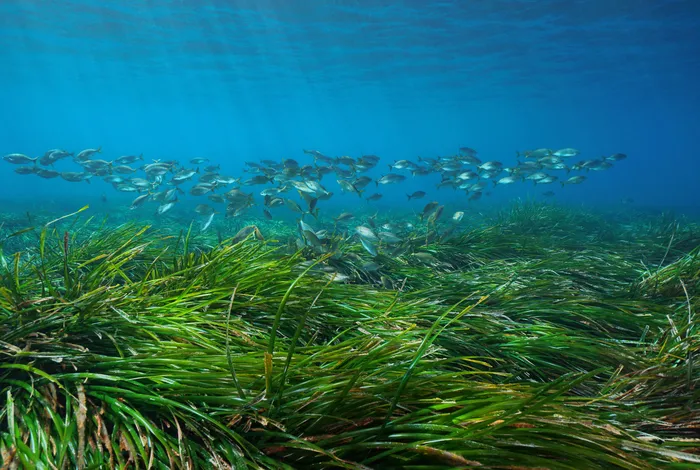 First genome of *Labyrinthula*, an opportunistic seagrass pathogen, reveals novel insight into marine protist phylogeny, ecology and CAZyme cell-wall degradation