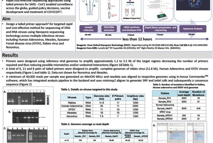 Targeted amplicon-based rapid sequencing of infectious viruses using a portable nanopore sequencer