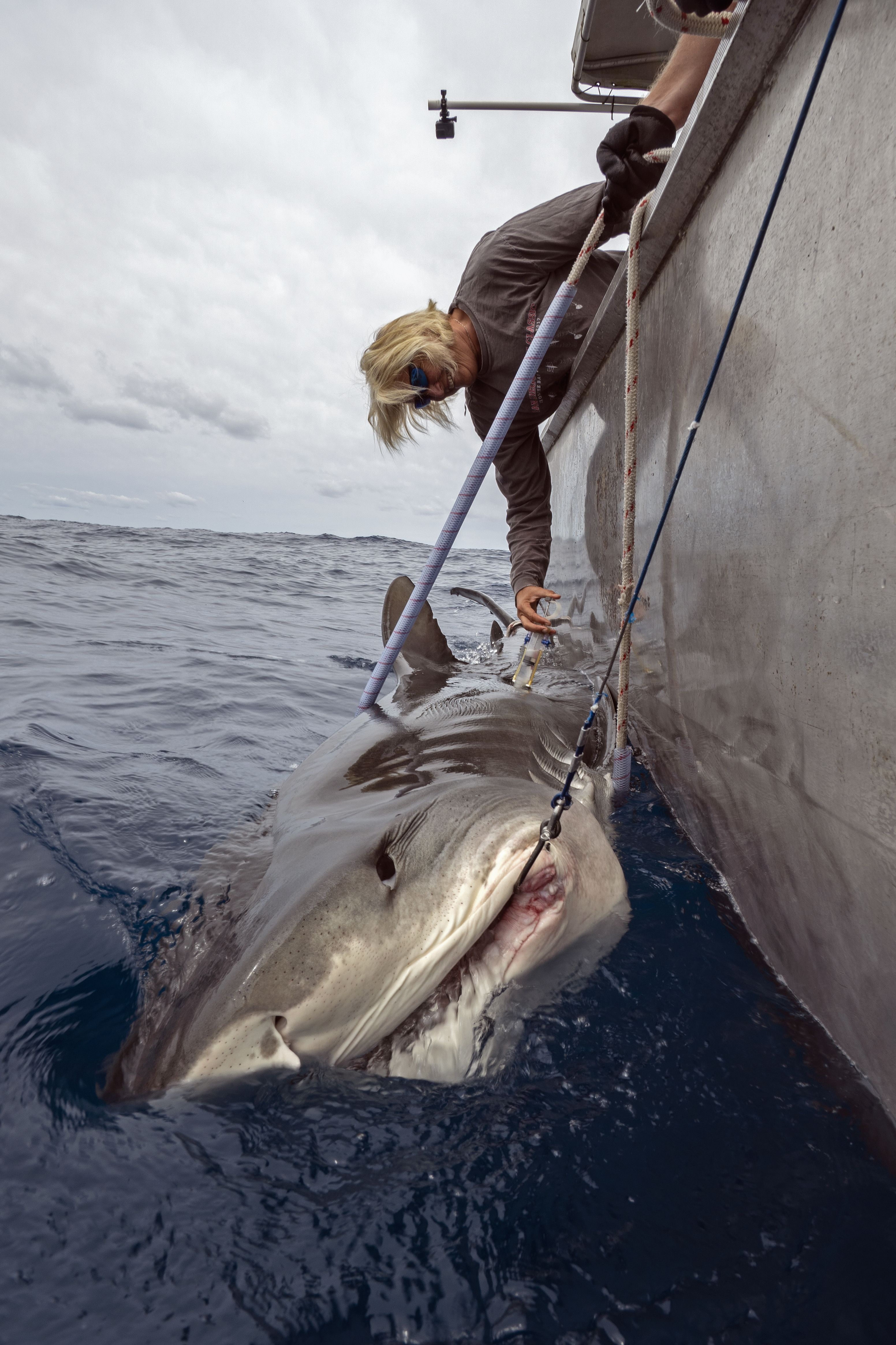 Liz Dinsdale with tiger shark