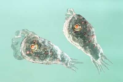 photograph of two amoebae naegleria fowleri