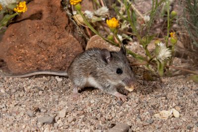 Peromyscus leucopus