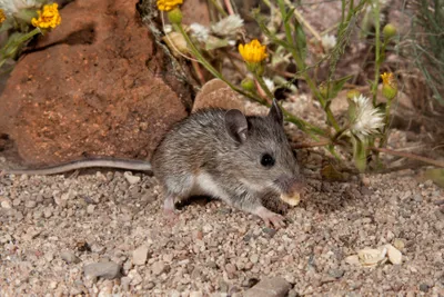 Peromyscus leucopus