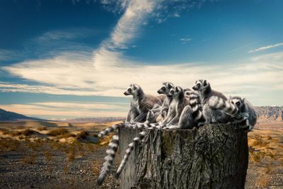 group of lemurs from madagascar
