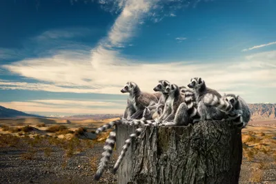 group of lemurs from madagascar