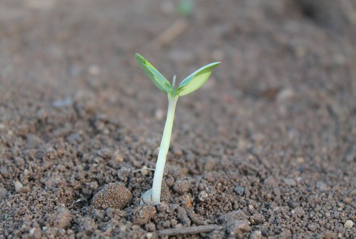 Truncated denitrifiers dominate the denitrification pathway in tundra soil metagenomes