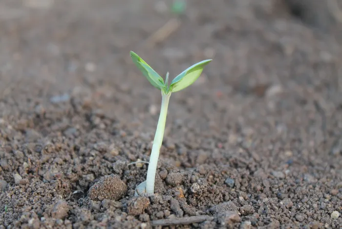 Truncated denitrifiers dominate the denitrification pathway in tundra soil metagenomes