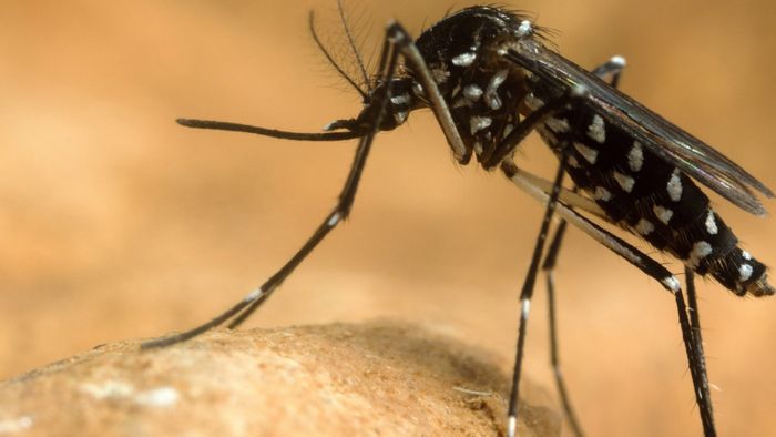 Targeting sex determination to suppress mosquito populations