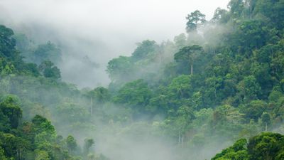 Photograph of a misty forest