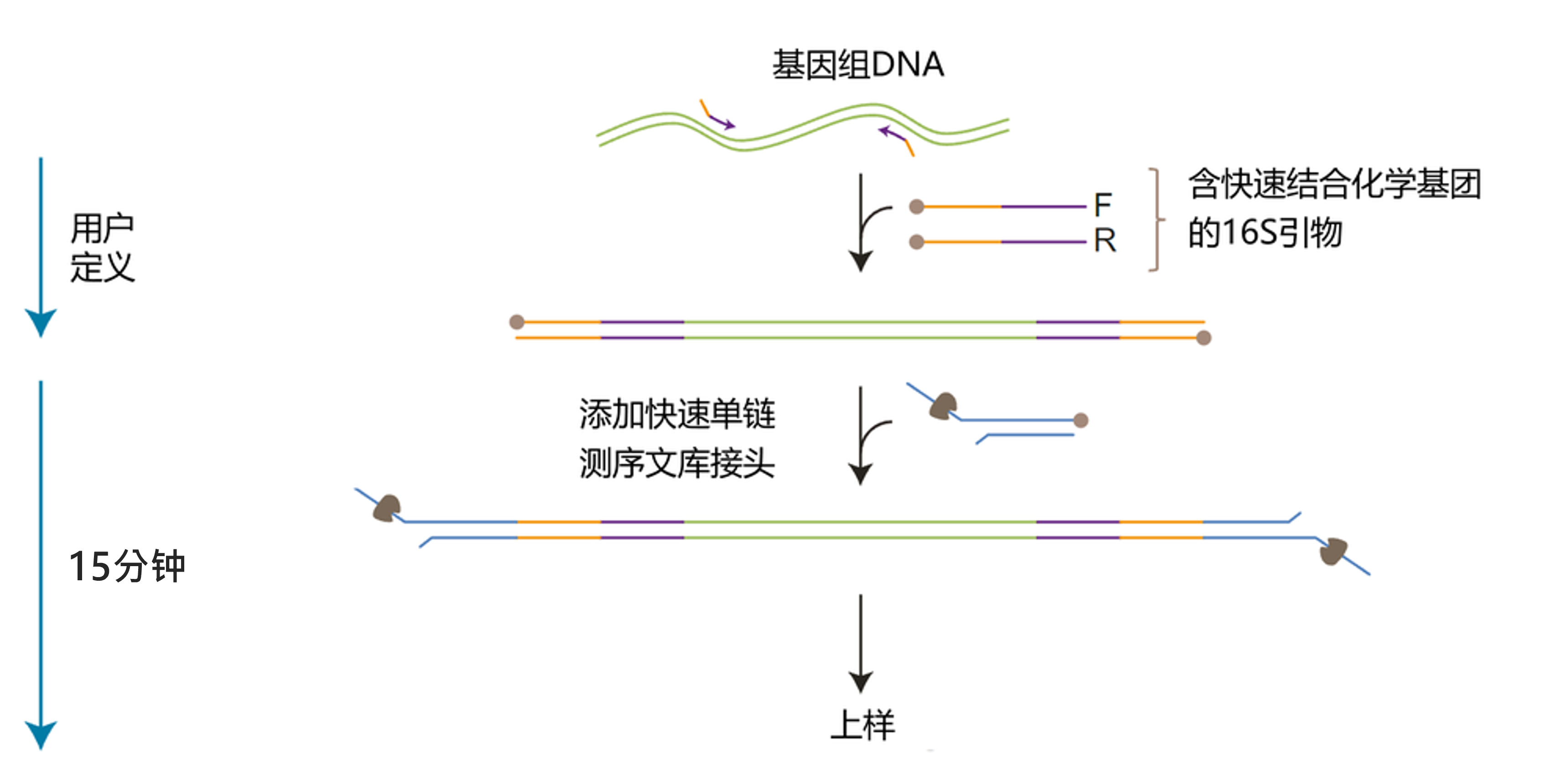 Chinese_16S Workflow