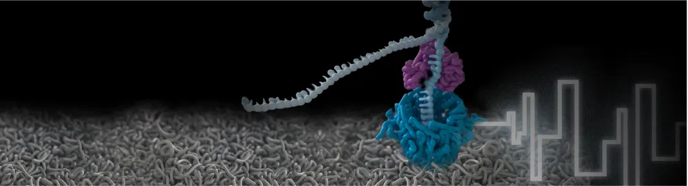 A Nanopore sequencing DNA