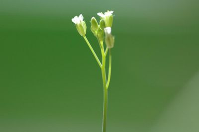 Arabidopsis thaliana
