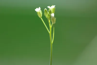 Arabidopsis thaliana