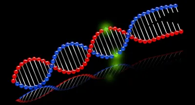 highlighted base pair of DNA helix
